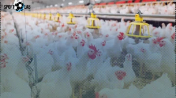 طريقة تحضير الدجاج بالملوخية لأربعة أشخاص بأسهل الخطوات اليوم